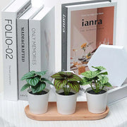 Artificial Potted Plants - 6 Assorted Styles