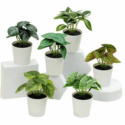 Artificial Potted Plants - 6 Assorted Styles