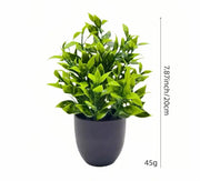 Artificial Potted Plants with Black Pots - 5 Assorted Designs