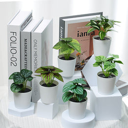 بكج نباتات اصطناعية بوعاء ابيض - 6 اشكال مختلفة