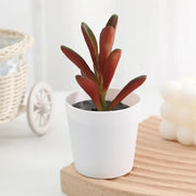 Artificial Potted Plants with White Pots - 10 Different Styles